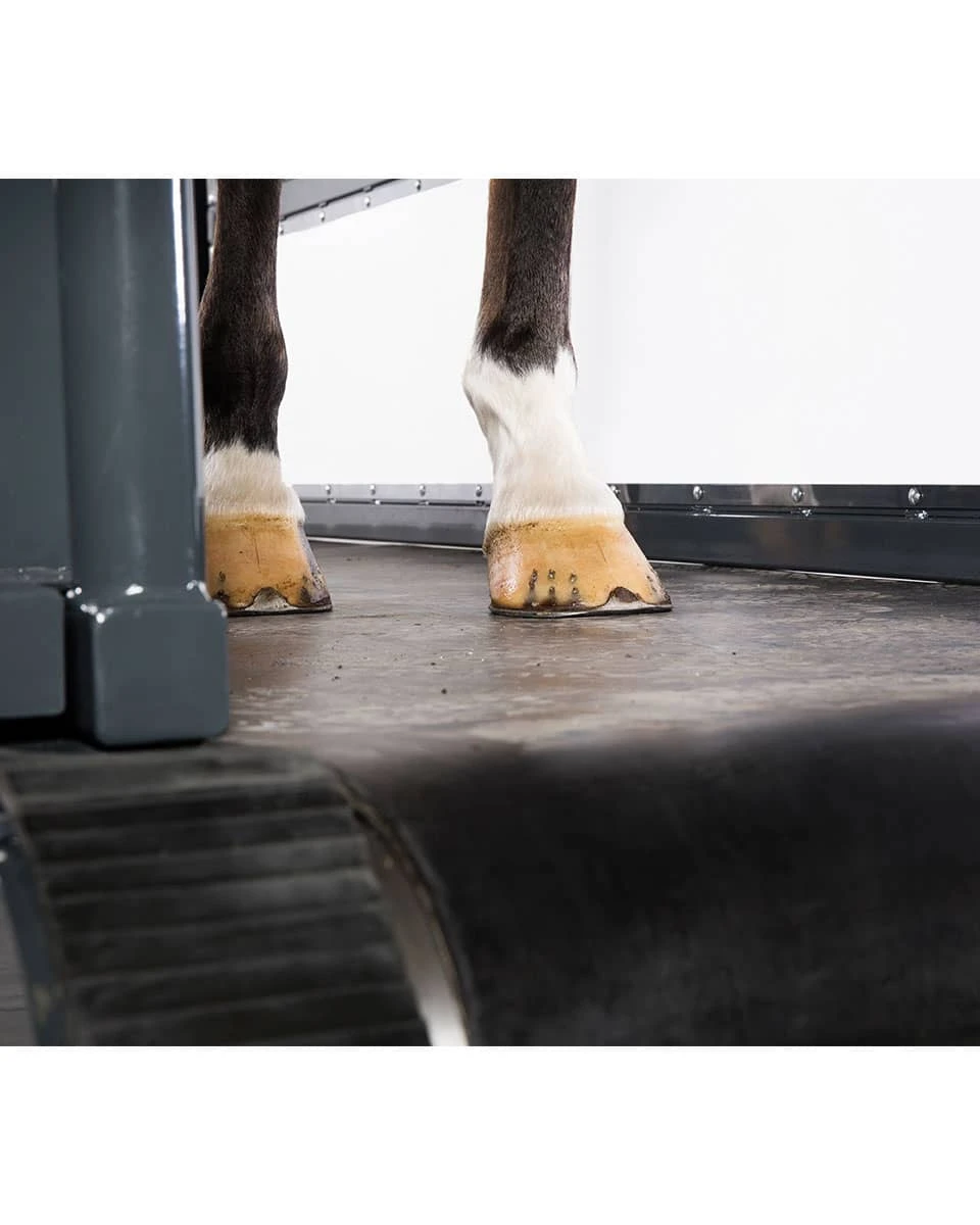 Q-Line Equine Treadmill System 3 Q-Line Equine Treadmill System - Image 3